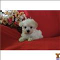 Maltipoo